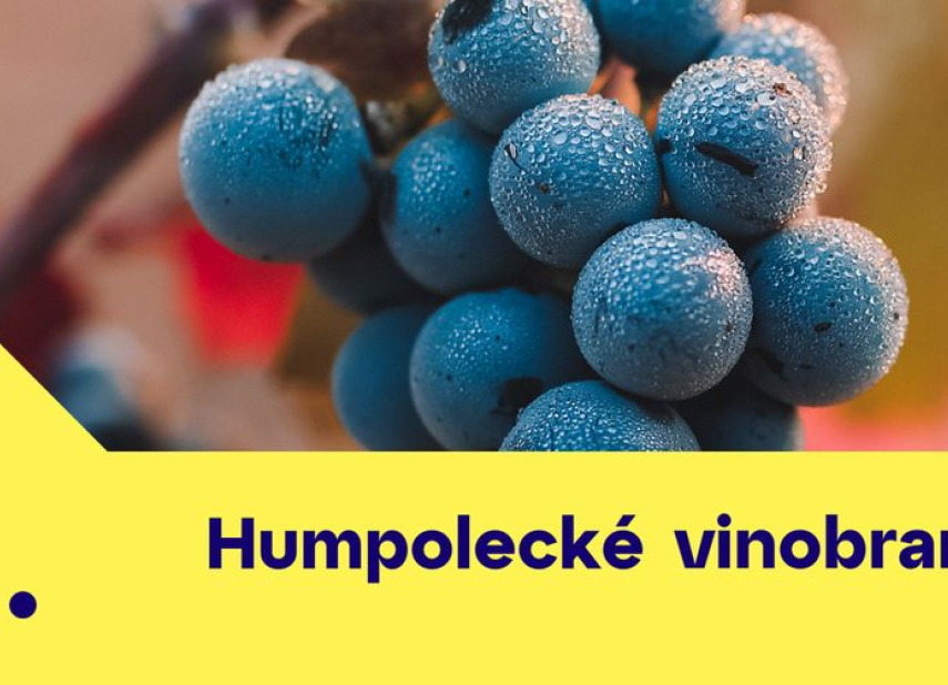 Humpolecké vinobraní