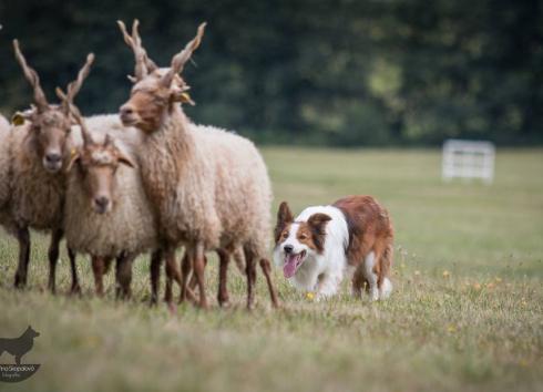 6. ročník závodů v ovládání ovcí pomocí ovčáckého psa v Pavlínově